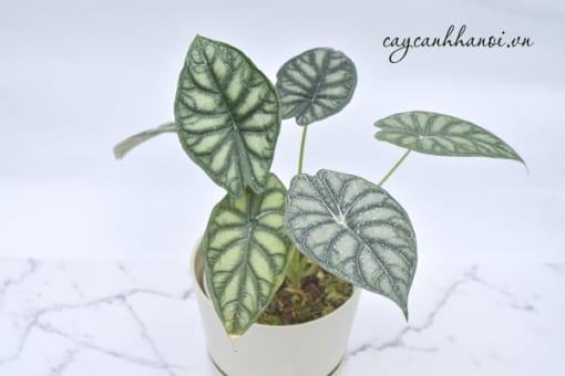 Cây vảy rồng Alocasia trang trí nội thất