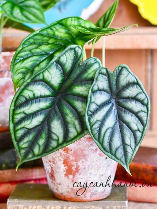 Cây vảy rồng Alocasia ưa ẩm