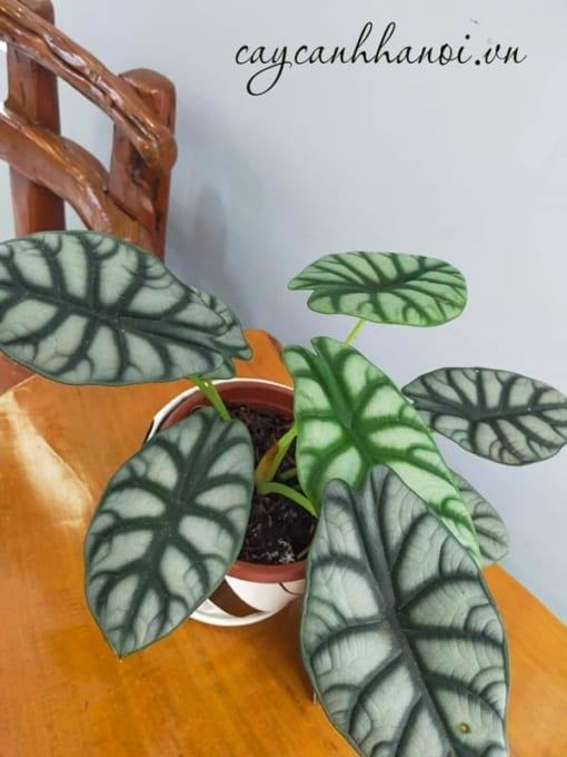 Công dụng cây vảy rồng Alocasia