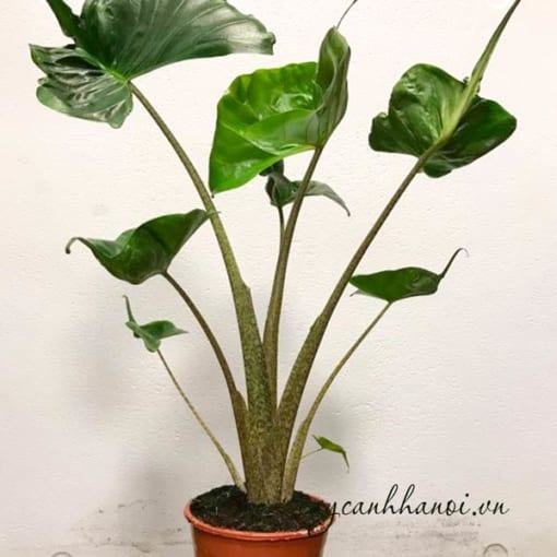 Đặc điểm Cây Alocasia Macrorrhiza Stingray