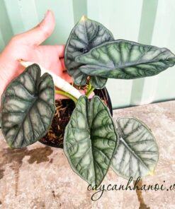 Đặc điểm cây vảy rồng Alocasia