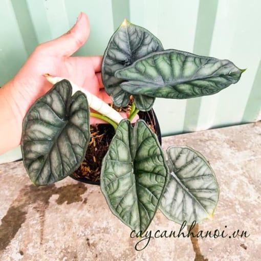 Đặc điểm cây vảy rồng Alocasia