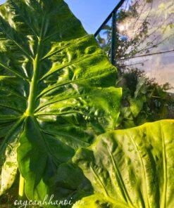 Đặc điểm lá cây Alocasia macrorrhiza Giant Taro