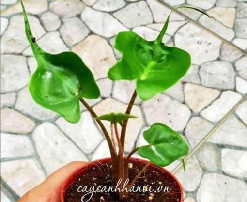 Đất trồng phù hợp với cây Alocasia Macrorrhiza Stingray