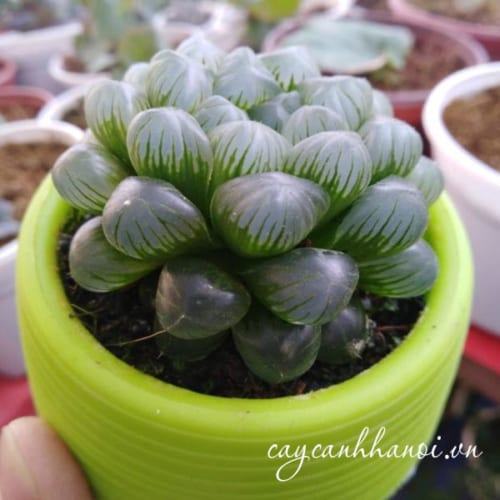 Sen đá Haworthia Cooperi