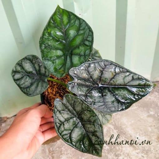 Đặc điểm lá cây vảy rồng Đặc điểm cây vảy rồng Alocasia