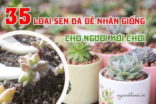 Các loại sen đá dễ nhân giống nhất cho người mới chơi