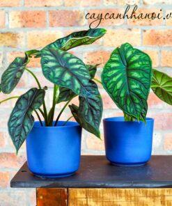 Lưu ý khi trồng cây vảy rồng Alocasia