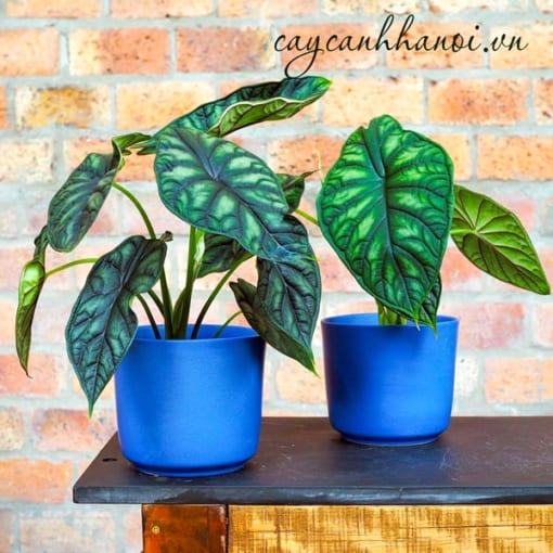 Lưu ý khi trồng cây vảy rồng Alocasia