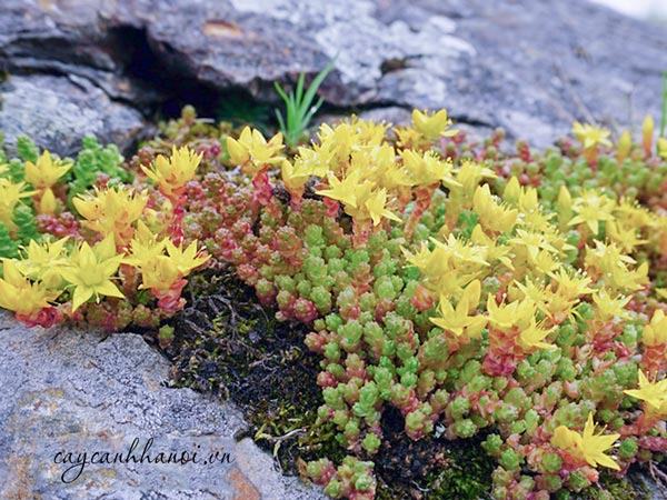 Nhiệt độ phù hợp với ding sen đá sedum