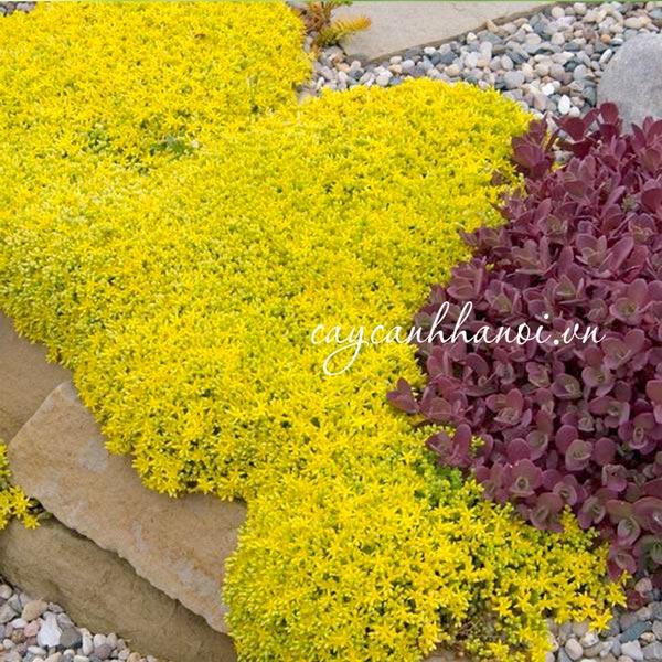 Nhu cầu ánh sáng của sen da sedum 