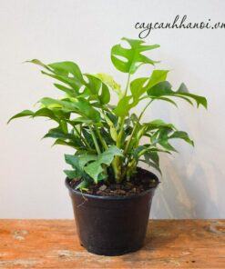 Nhu cầu độ ẩm cây Philodendron Piccolo