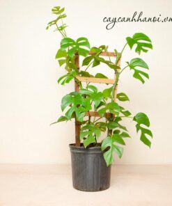 Nhu cầu nước tưới cho cây Monstera Mini Rhaphidophora Tetrasperma