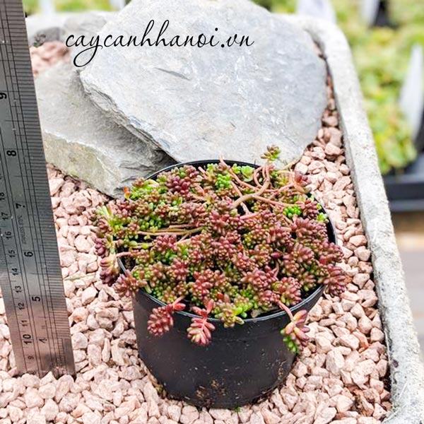 Nhu cầu nước tưới của dòng sen đá sedum