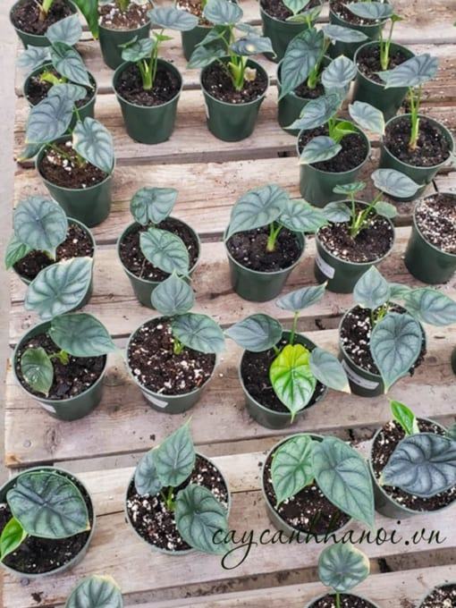 Nơi bán cây vảy rồng Alocasia tại Hà Nội