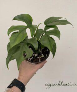 Phân bón cho cây Monstera mini