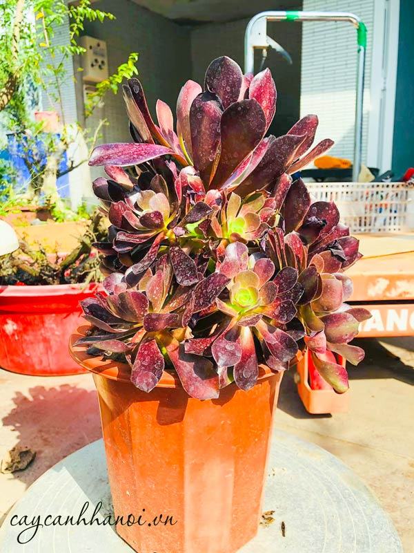 Sen đá cổ thụ Aeonium đẹp