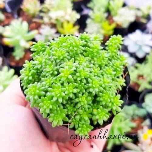 Sen đá sedum các loại