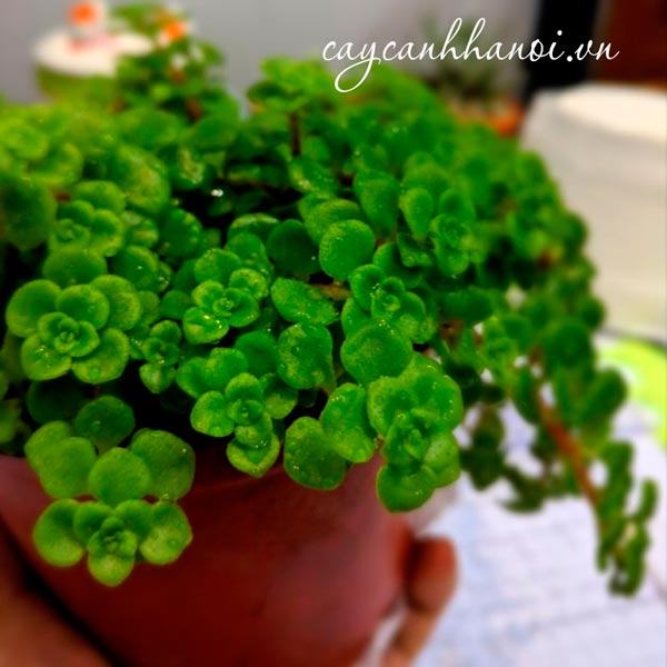 Sen đá sedum vảy cá xanh còn gọi là sen đá sedum đồng tiền