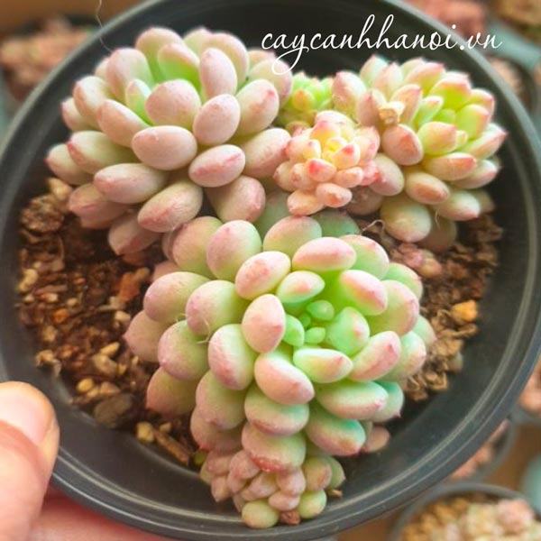 Sen đá sedum viên kẹo ngọt