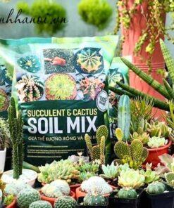 Soil Mix giữ được độ ẩm vừa đủ