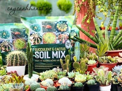 Soil Mix giữ được độ ẩm vừa đủ