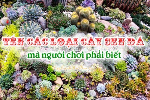 Tên các loài sen đá mà người chơi phải biết