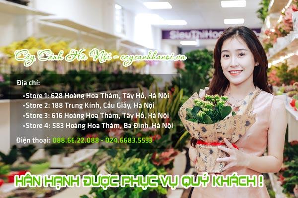 Thông tin liên hệ Cây Cảnh Hà Nội