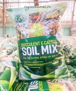 Ưu điểm của đất trồng Soil Mix trồng sen đá xương rồng