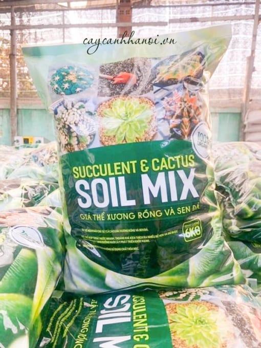 Ưu điểm của đất trồng Soil Mix trồng sen đá xương rồng