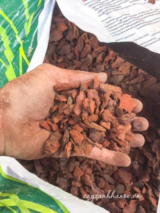 Ưu thế vượt trội của vỏ thông Eco bark