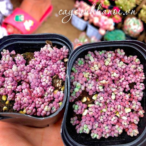 Vẻ đẹp sen đá sedum nho tím