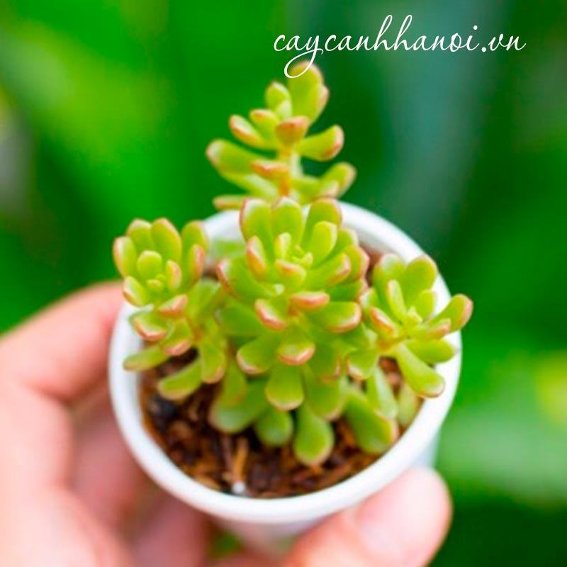 Vẻ đẹp của sen đá sedum cam