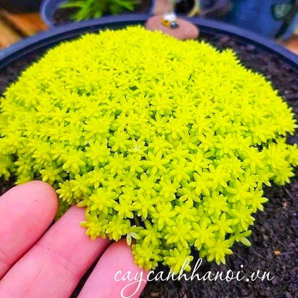 Vẻ đẹp của sen đá sedum vàng