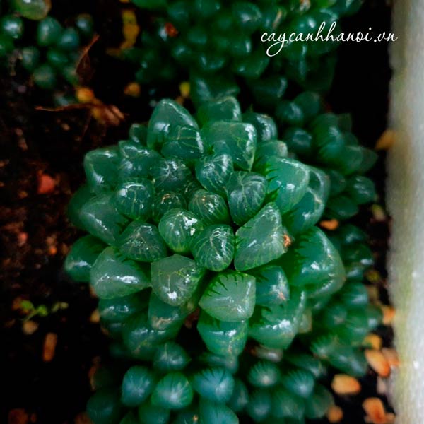 Vẻ đẹp sen đá Haworthia Cooperi