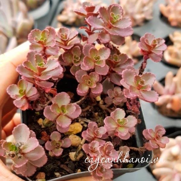 Vẻ đẹp sen đá sedum huyệt long