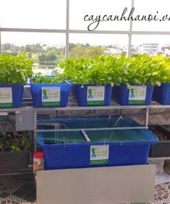 Viên đất nung dùng trong hệ thống Aquaponics