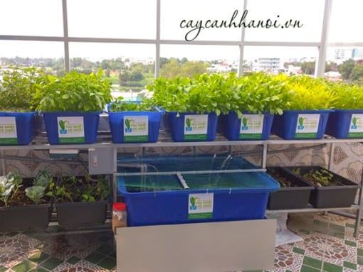 Viên đất nung dùng trong hệ thống Aquaponics