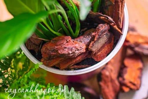 Vỏ thông Eco bark chống ngập ún tốt