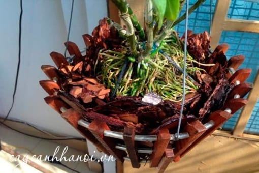 Vỏ thông Eco bark thích hợp để trồng lan