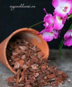 Vỏ thông Orchiata giá thể trồng lan cao cấp