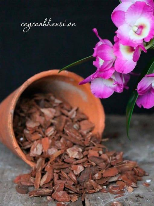 Vỏ thông Orchiata giá thể trồng lan cao cấp