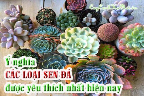 Ý nghĩa các loài sén đá đang được ưa chuộng nhất hiện nay