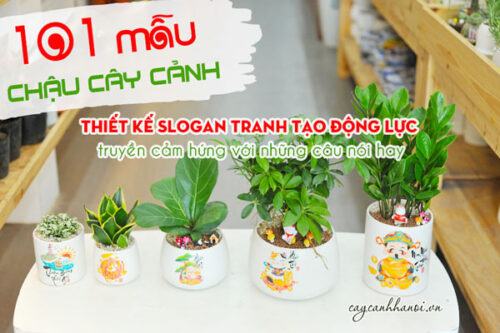 101 mẫu chậu cây cảnh thiết kế slogan tranh tạo động lực truyền cảm hứng với những câu nói hay