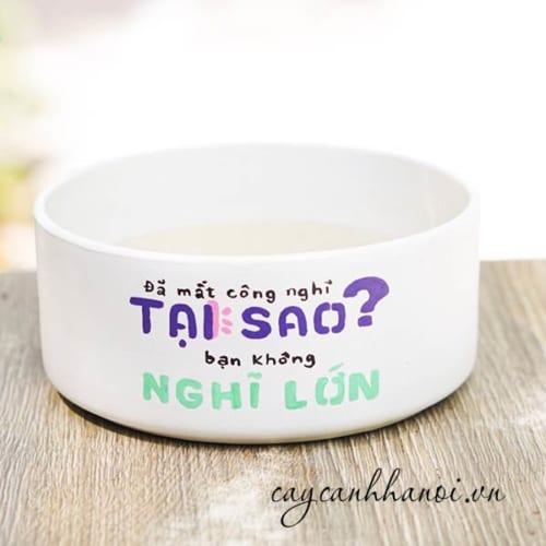 Chậu cây cảnh với slogan tại sao bạn không nghĩ lớn