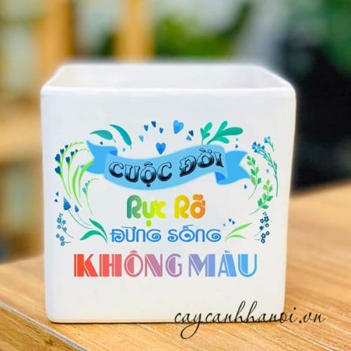 Chậu cây cảnh với slogan cuộc đời rực rỡ đừng sống không màu