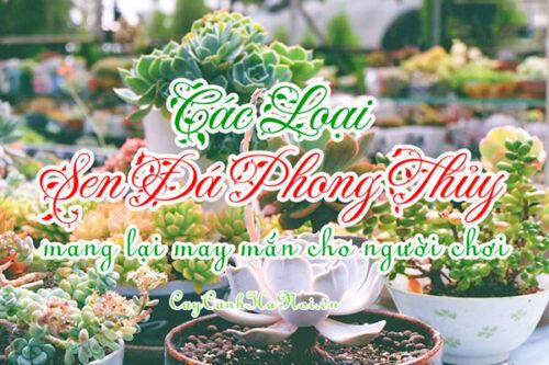 Các loại sen đá phong thủy mang lại may mắn cho người chơi