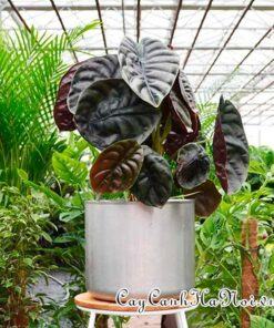 Cách chăm sóc cây Alocasia Cuprea Red Secret