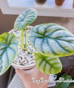 Cây trồng và chăm sóc Alocasia Silver Dragon