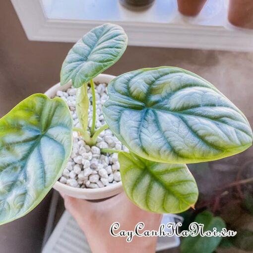 Cây trồng và chăm sóc Alocasia Silver Dragon